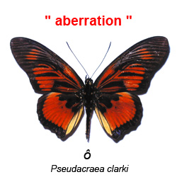 Pseudacraea clarki male (aberration) (Internet Image property of respective owner, non-commercial use only)